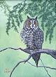 A wildlife portrait of nature - a Spotted Owl - at the art gallery of Where Art Meets the Heart